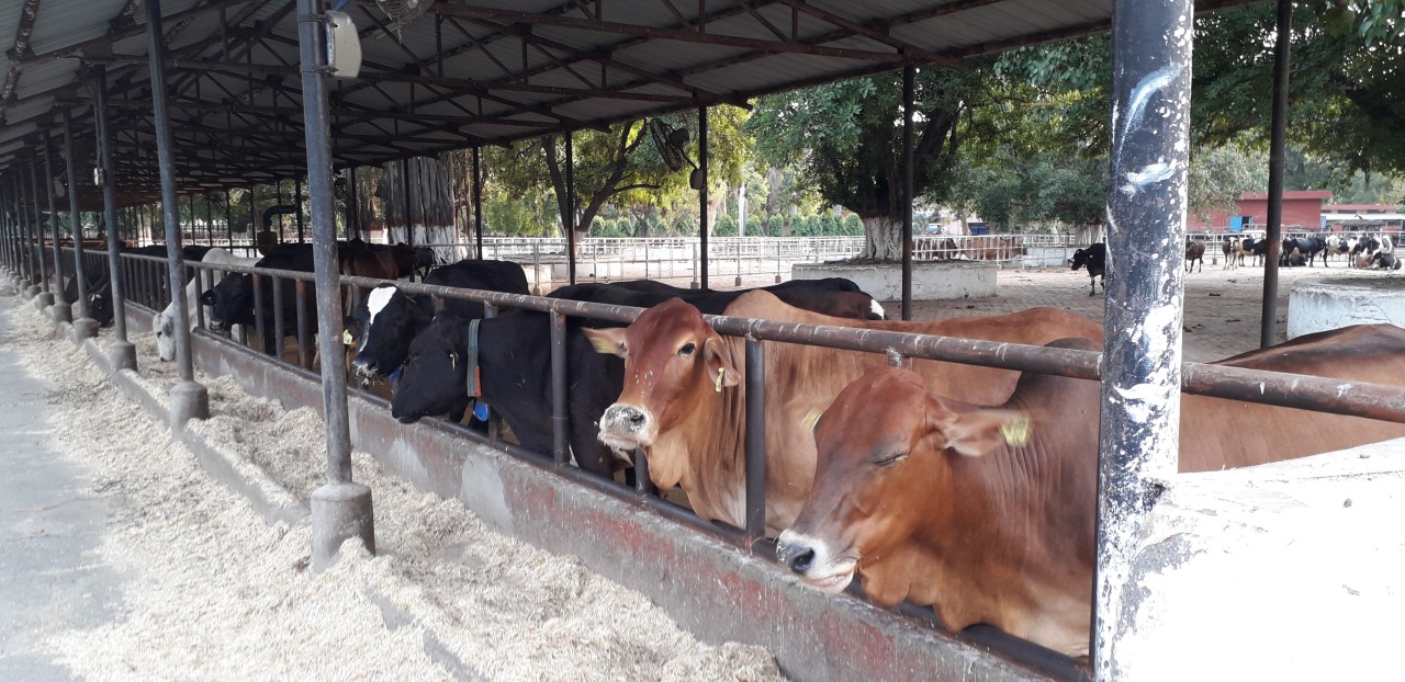 Indian dairy market trends in global dairy industry Indian dairy market trends in global dairy industry