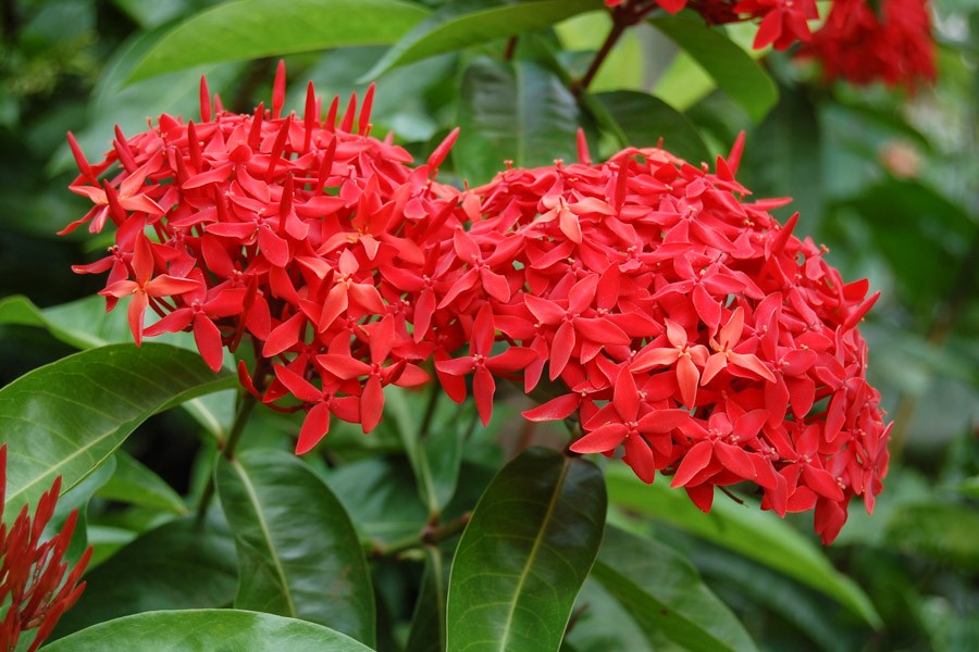 Ixora: The Vibrant Flower of the Tropics