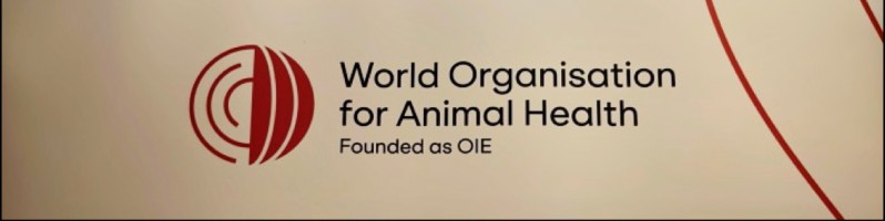 Jennifer Lasley - Senior Programme Manager, PVS Pathway & WHO/IHR  connections - World Organisation for Animal Health | LinkedIn