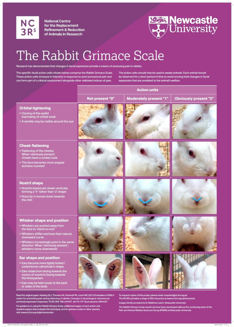 How the Rabbit Grimace Scale can help you assess pain in rabbits