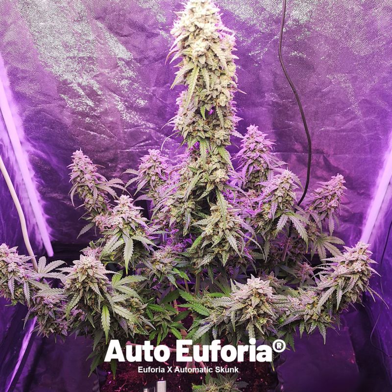 Dutch Passion on LinkedIn: #cannabiscup #autoflowers #photoperiod #cbd  #indica #cannabiscultivation…