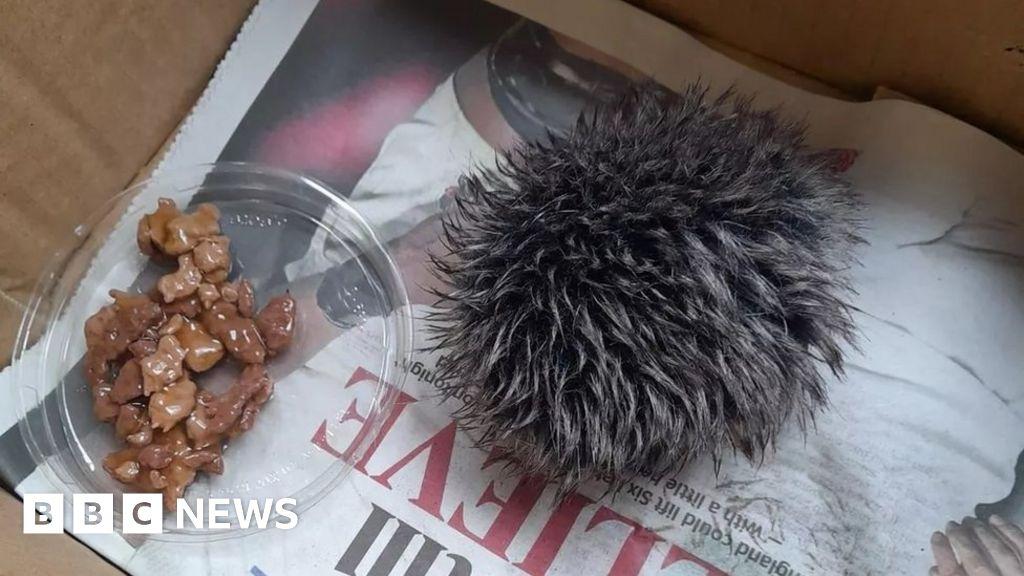 Kerrie Jenkins on LinkedIn: Rescued baby hedgehog turns out to be hat ...