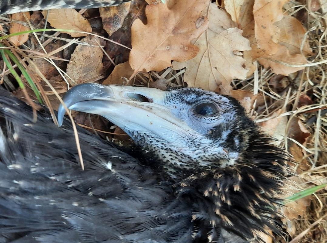 Brian J McGowan on LinkedIn: Why do migratory vultures die? A new study ...