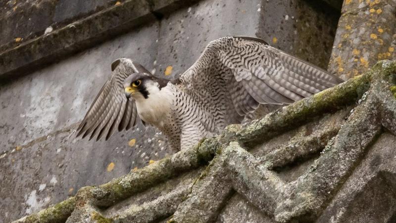 University College Cork on LinkedIn: Ravens ringed and falcons found in ...