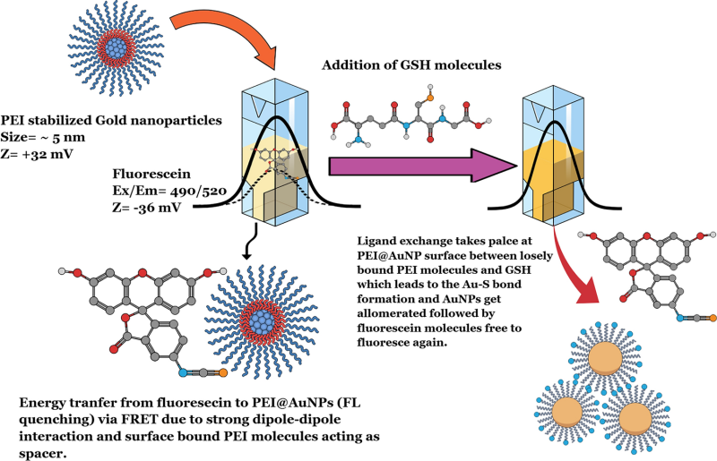 glutathione reporter Depletion in Mitochondrial Diseases When To Take Glutathione |
