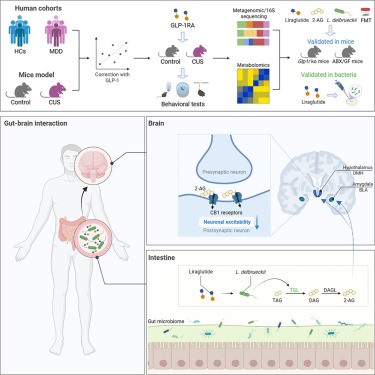 glp 1 drugs and depression Ozempic mental health: GLP-1 tied to lower risk Transformation 2.0: The GLP-1 RAs