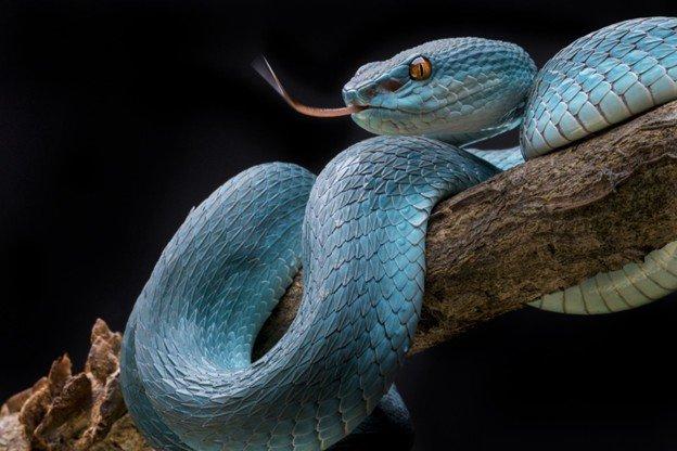 is there snake venom in glp 1 Could python blood hold the key to a new weight-loss drug? In the 1980s, researchers at