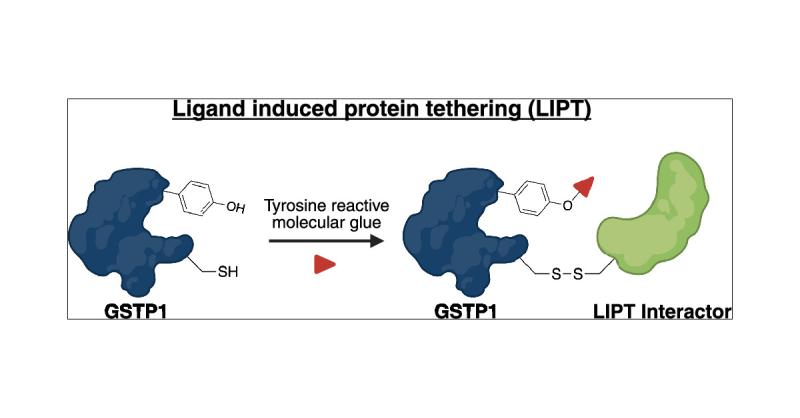 glutathione stransferase pi S-Transferase 1/GSTP1 Antibody (3F2C2) The Multifaceted Role of Glutathione