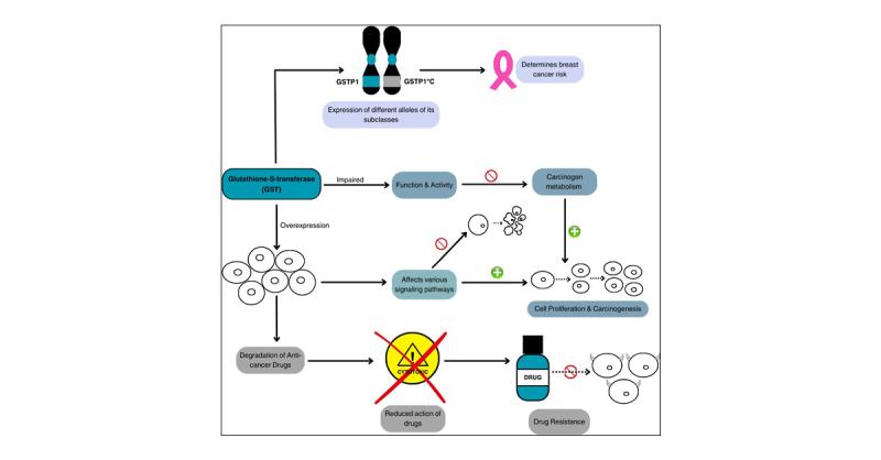 glutathione cancer cure Excessive intake contributes to chemotherapy resistance in breast cancer: a propensity score matching analysis Glutathione in Cancer Cell Death