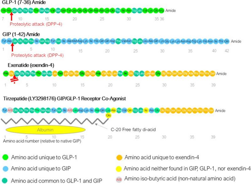 tirzepatide agonist vs. Semaglutide: What You Should Know GLP-1/GIP dual agonist tirzepatide normalizes