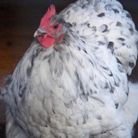 Rosemary Davies owner at Passion for Poultry LinkedIn Rosemary Davies owner at Passion for Poultry LinkedIn