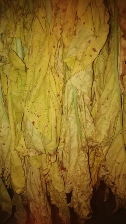 cured tobacco Flue-Cured Different colors of flue-cured tobacco