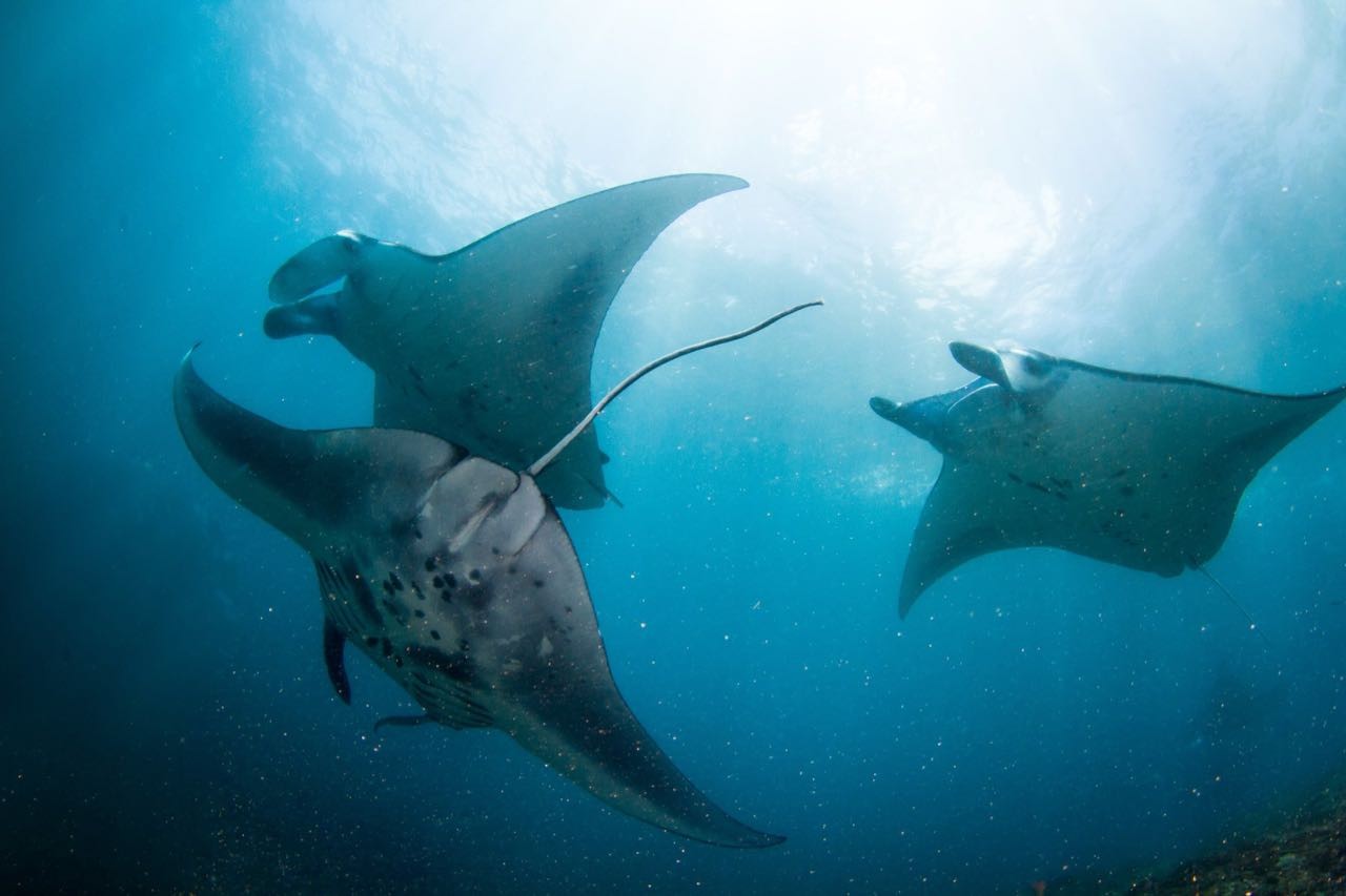 Purple Dive Penida LinkedIn Purple Dive Penida LinkedIn