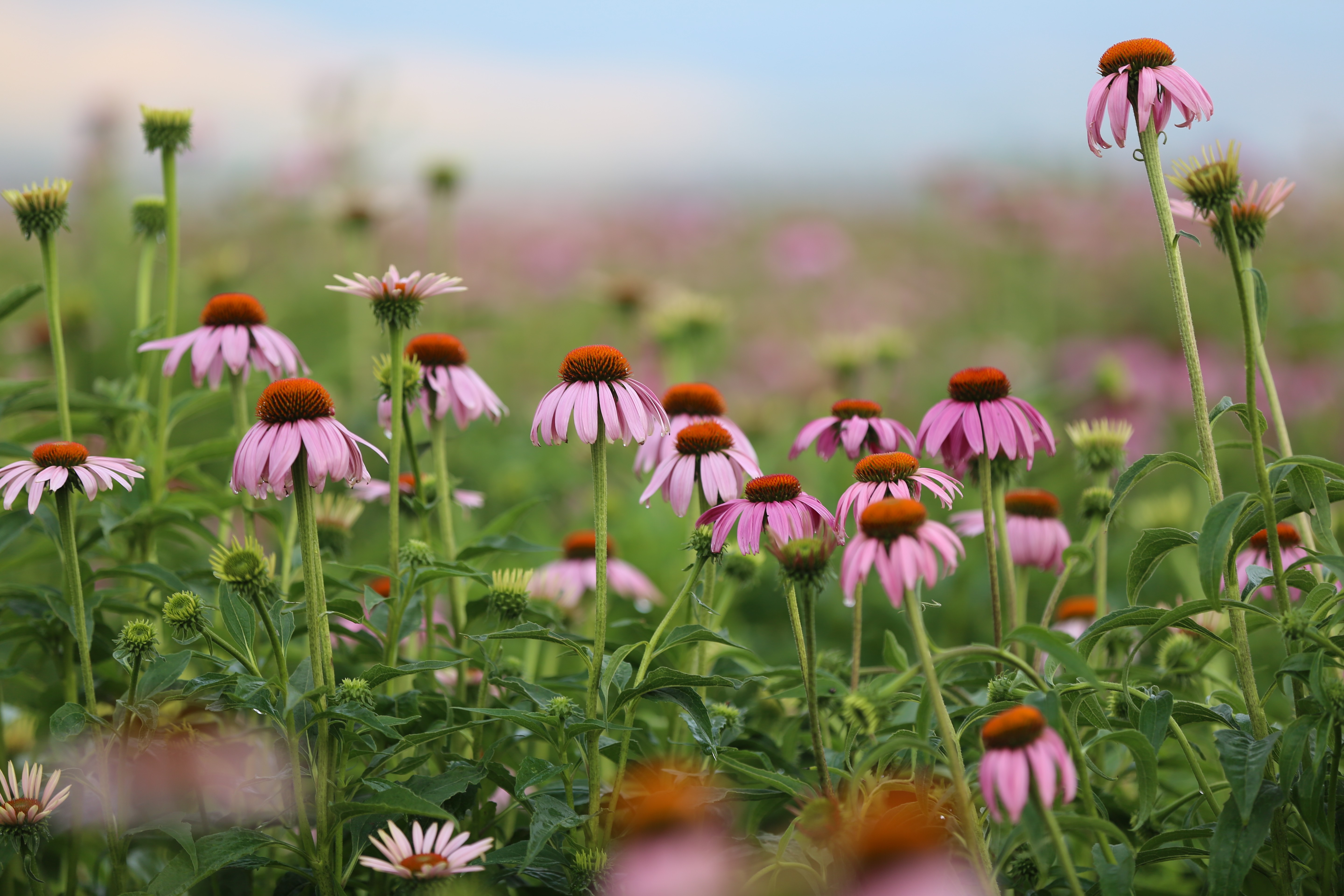 Natural Factors LinkedIn Natural Factors LinkedIn