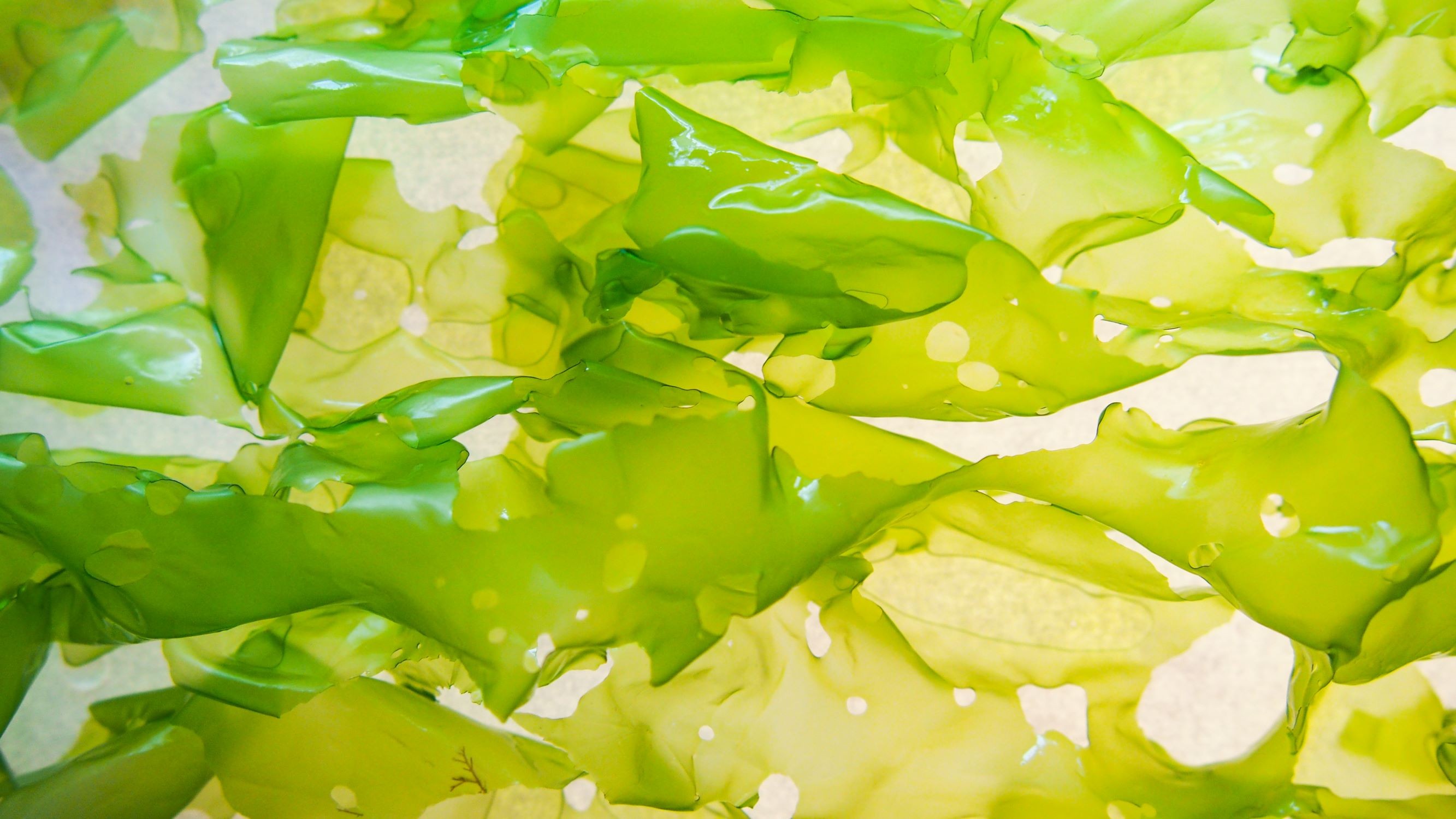 SeaWeed Tech LinkedIn SeaWeed Tech LinkedIn