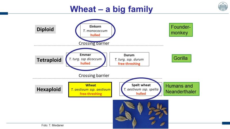 2/15: Mostly einkorn emmer and spelt are quot counted as quot ancient grains 2/15: Mostly einkorn emmer and spelt are quot counted as quot ancient grains