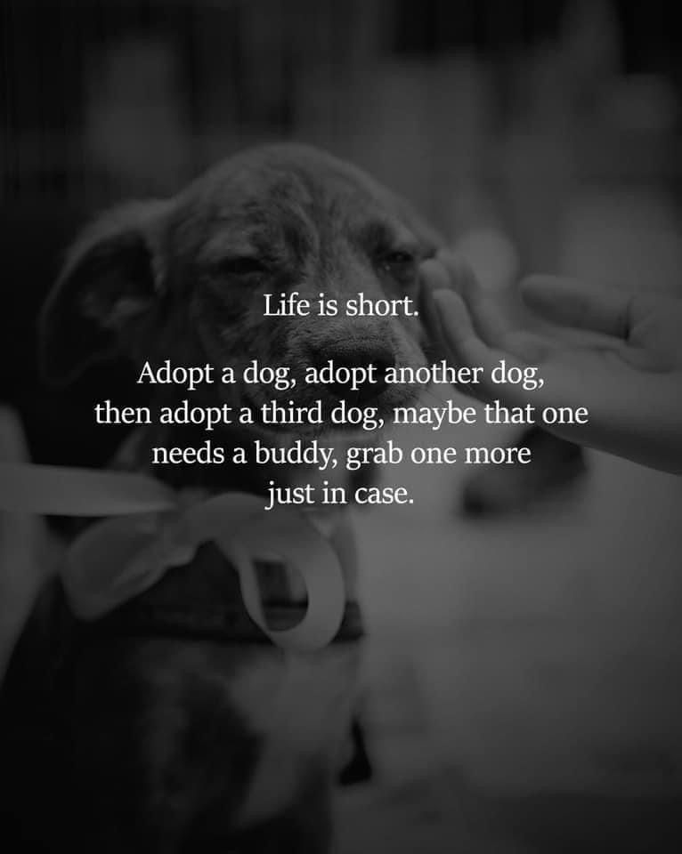 Life Is Short Adopt A Dog. Adopt Another Dog. Then Adopt Life Is Short Adopt A Dog. Adopt Another Dog. Then Adopt