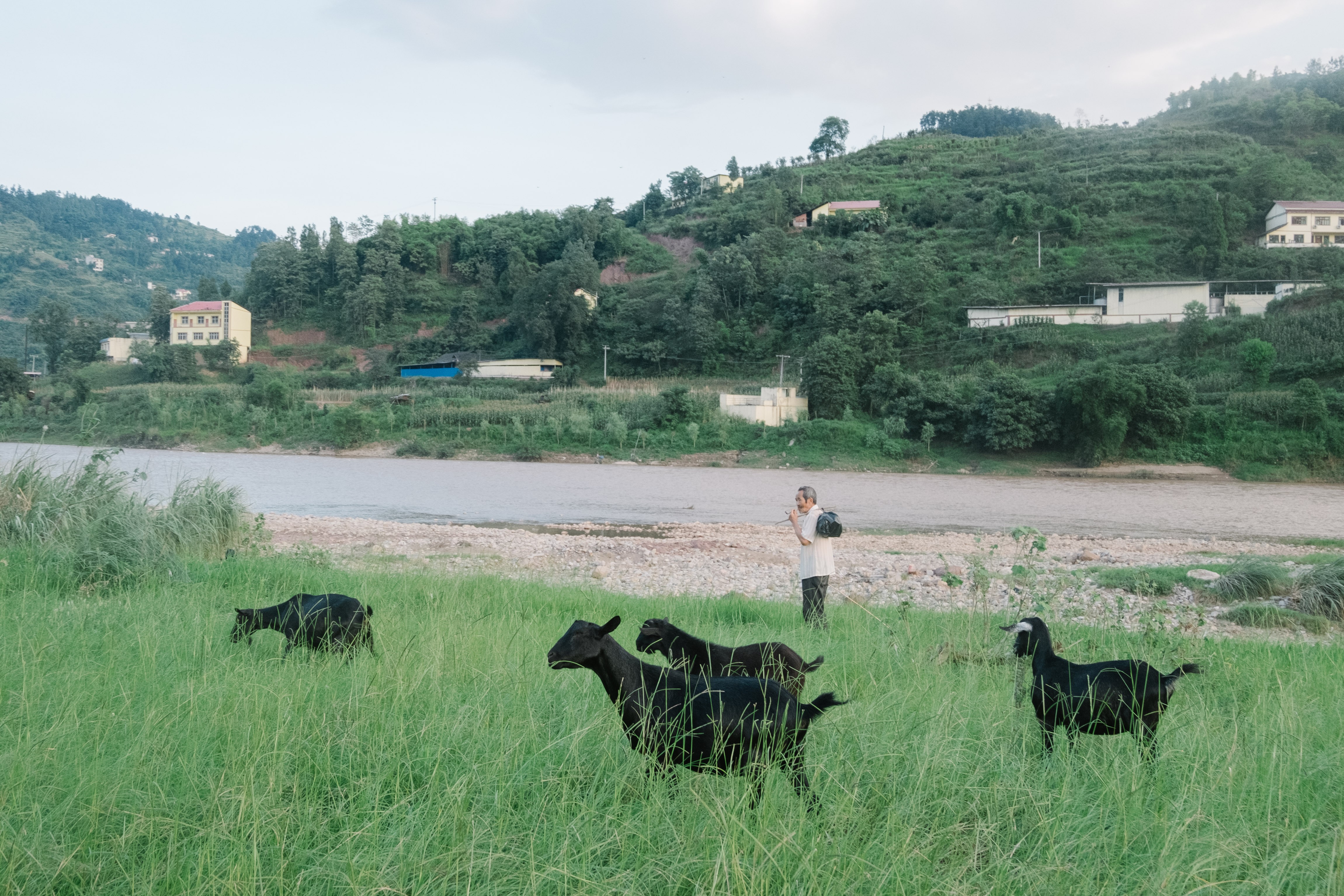 Sixth Tone LinkedIn Sixth Tone LinkedIn