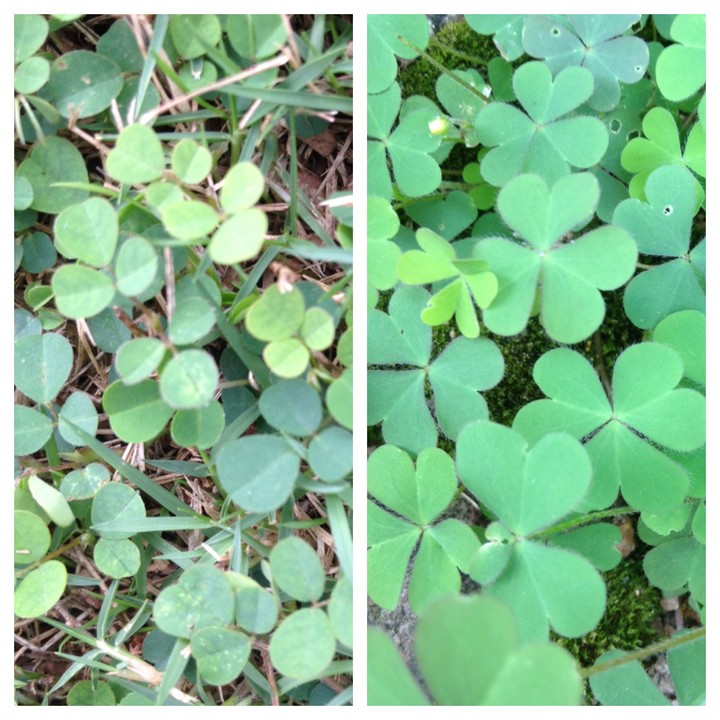 A tale of two miniature size weeds the lawn invader and concrete defacer A tale of two miniature size weeds the lawn invader and concrete defacer