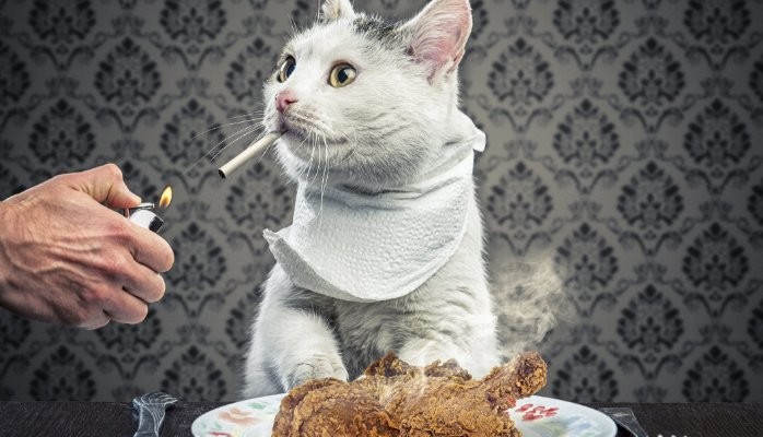 cat ate tobacco 195 Chicken Stock Photos, High-Res Pictures, and Images My kitten ate a cigarette