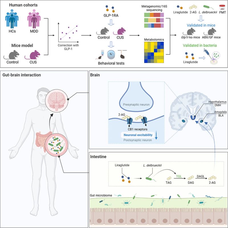 glp-1 drugs depression Glucagon-like peptide-1 receptor agonists and risk of suicidality among patients with type 2 diabetes: active comparator, new user cohort study GLP-1 drugs linked to reduced