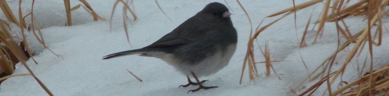 Daniel Kruchten Biological Science Technician National Park Service Daniel Kruchten Biological Science Technician National Park Service