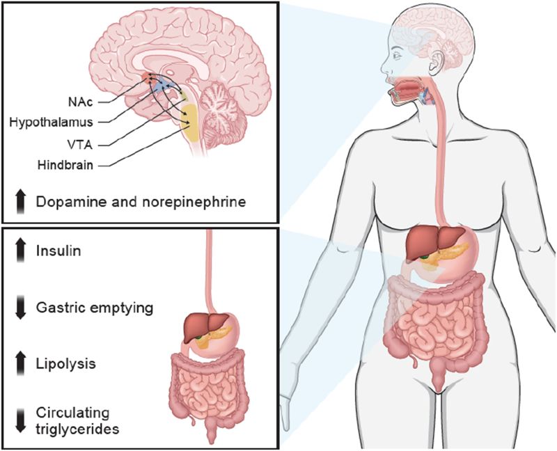 bupropion and glp 1 TrimRX bupropion glp-1 GLP-1 and Its