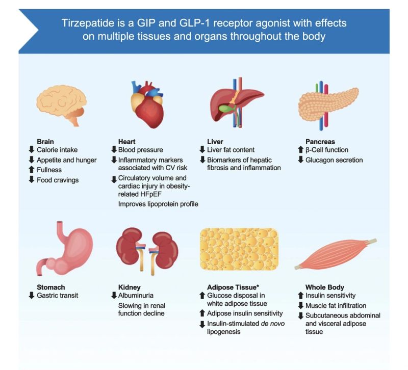 tirzepatide vs semaglutide inflammation Differential Anti-Inflammatory Effects of and in Experimental Diabetes Mellitus whats the difference between tirzepatide