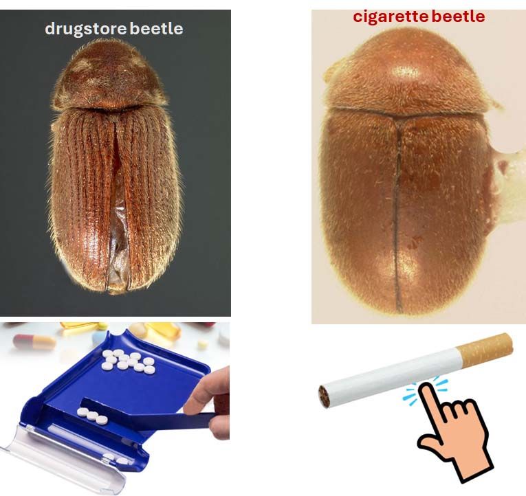 beetle cigarette Lasioderma serricorne A Spicy Surprise | BYGL