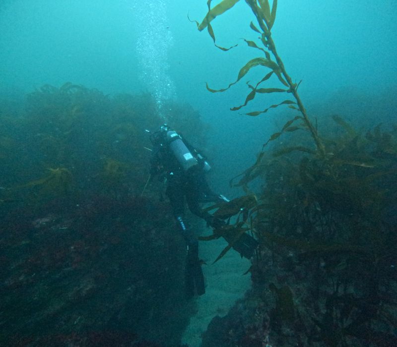 Shannon Lynch on LinkedIn: I had an incredible time earning my AAUS Shannon Lynch on LinkedIn: I had an incredible time earning my AAUS