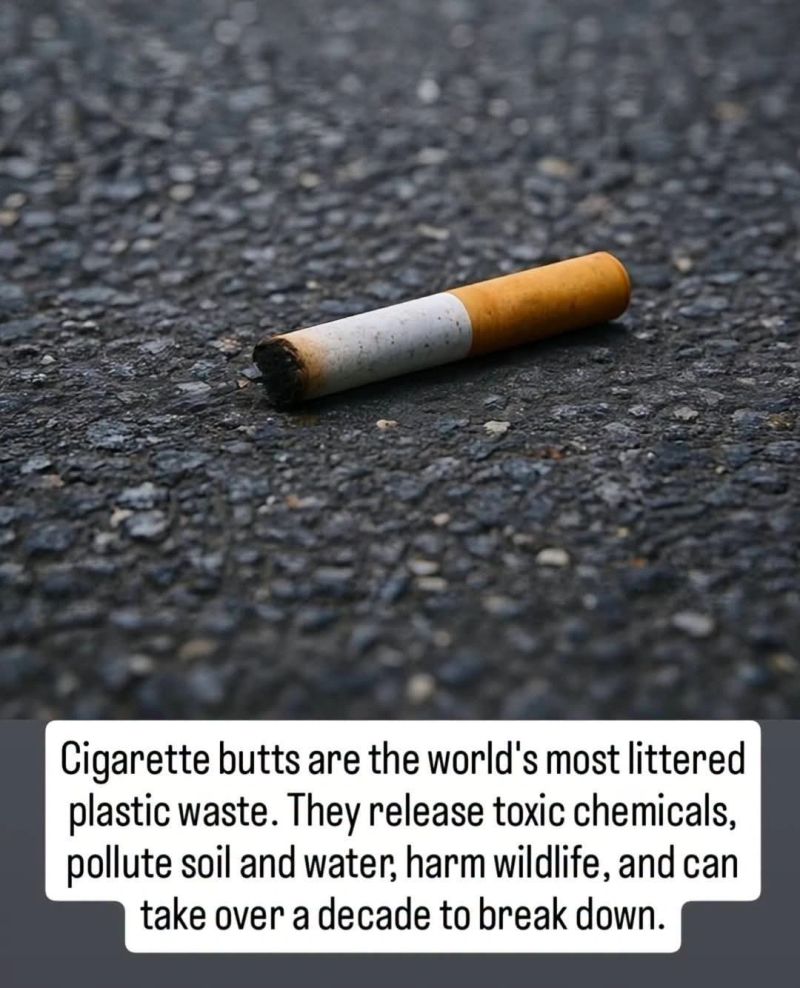 cigarette butts leach toxic chemicals number They may be small, but are the most littered item in the world Filters don't biodegrade, and can into soil and water. Always dispose of cigarette San Diego County HHSA |