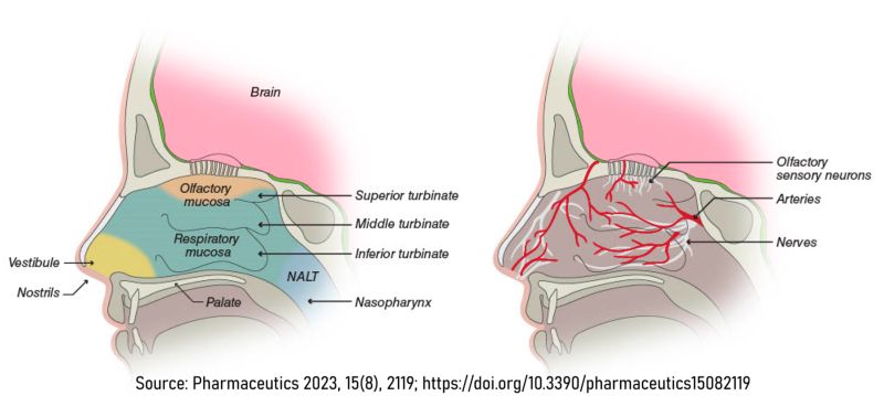 semaglutide nasal Integrity Research BPC-157 Spray | Research Peptide Animal Supps | Supplement, Sports Nutrition, and Vitamin Shop China Biotech Targets 2028 Trials
