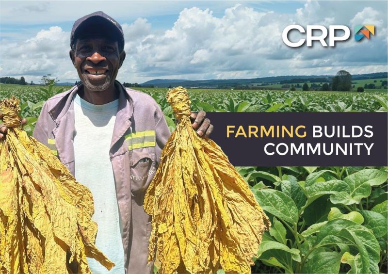 tobacco farming in zimbabwe Big harvest not enough to save Zimbabwe's ailing economy zimbabwe #tobacco #crp #cutrag |