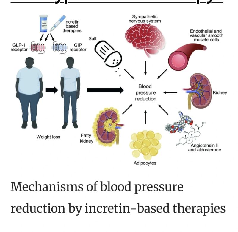 glp 1 and blood pressure meds Understanding Low on GLP-1 Medications Incretin Agonist Drugs for Hypertension