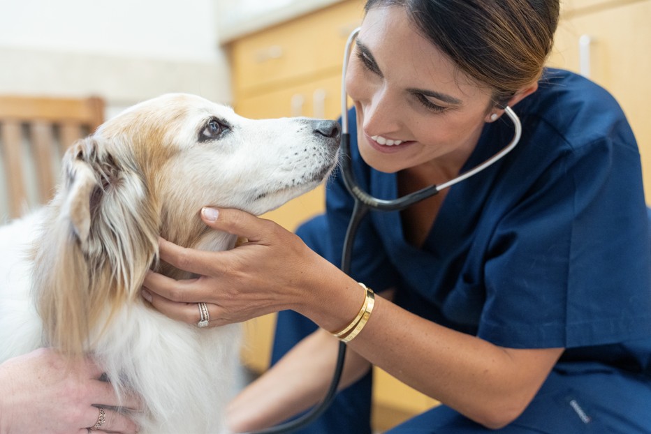 Veterinary Innovative Partners on LinkedIn: There #39 s a new standard for Veterinary Innovative Partners on LinkedIn: There #39 s a new standard for