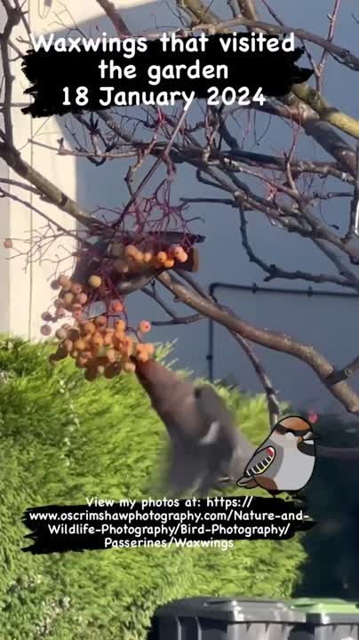 Owen Scrimshaw on LinkedIn: Some images of Bohemian Waxwing that Owen Scrimshaw on LinkedIn: Some images of Bohemian Waxwing that