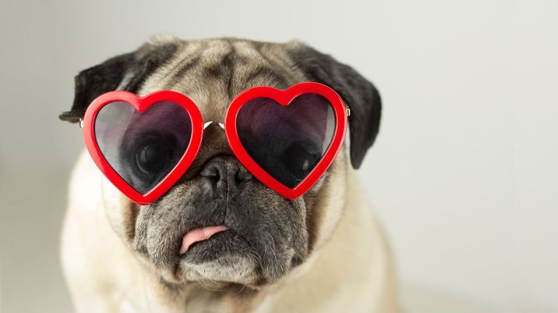 Pug Glasses/Sunglasses Case - Hearts Pug Glasses/Sunglasses Case - Hearts