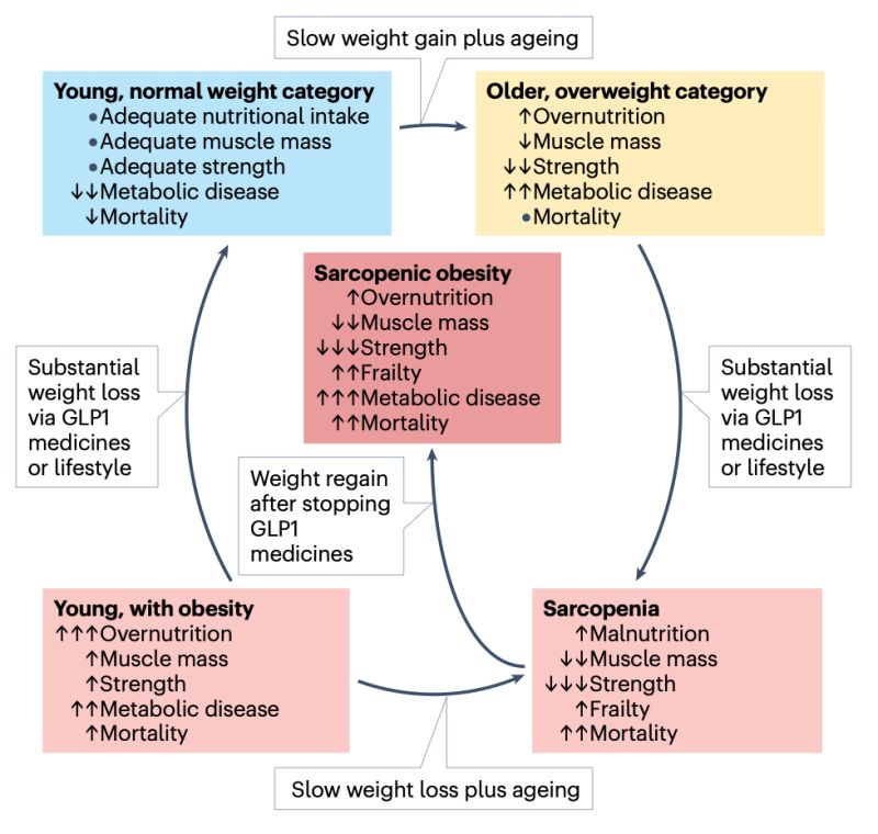 can you gain muscle on a glp 1 Weighing the risk of GLP-1 treatment in older adults: Should we be concerned about sarcopenic obesity? GLP1 Weight Loss Risk in