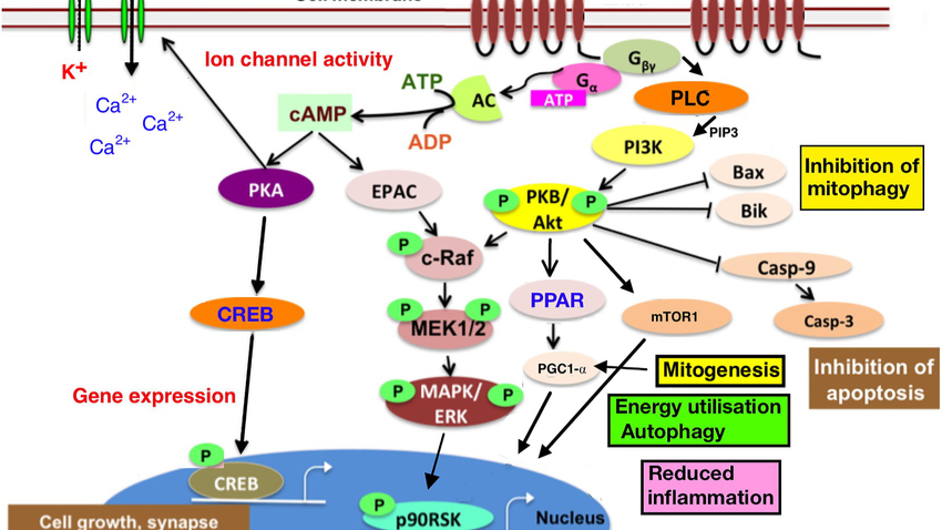 analogos glp 1 mecanismo de accion Existe un espacio para los anlogos la incretina como terapia para el sobrepeso, la obesidad y la prevencin de la enfermedad cardio-metablica? Efecto Sinrgico de GLP-1 con