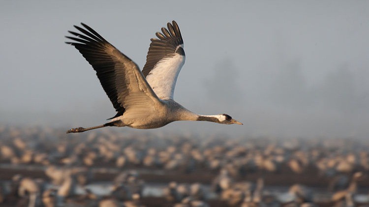 Wilding Profile: Common Crane