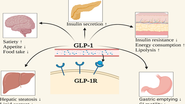glp 1 muscle wasting Do GLP-1 drugs shrink your muscles? New study explains the risks and what to do GLP-1 Drugs & What They