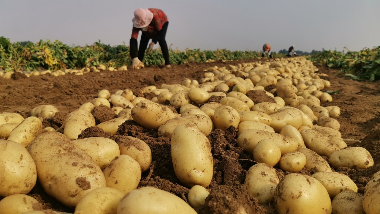 Top 10 potato farming countries