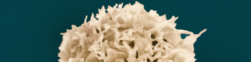 Daniel Blount Group Leader Immunotherapy CAR T cells LinkedIn Daniel Blount Group Leader Immunotherapy CAR T cells LinkedIn