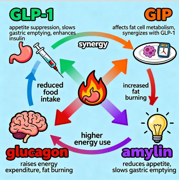 glp 1 more energy Do GLP-1 Medications Give You Energy? Effects Explained How GLP-1 Medicines Work Most