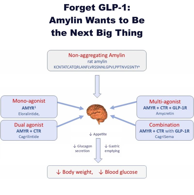 amylin vs glp 1 Amylin: From Mode of Action to Future Clinical Potential in Diabetes and Obesity | Diabetes Therapy Once-Monthly Incretin-, Amylin-, and THR-Targeting