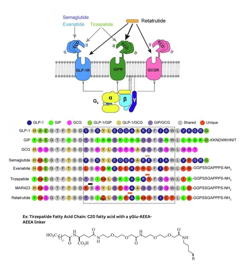semaglutide and anorexia Hypophagia and body weight loss by tirzepatide are accompanied by fewer GI adverse events compared to semaglutide in preclinical models
