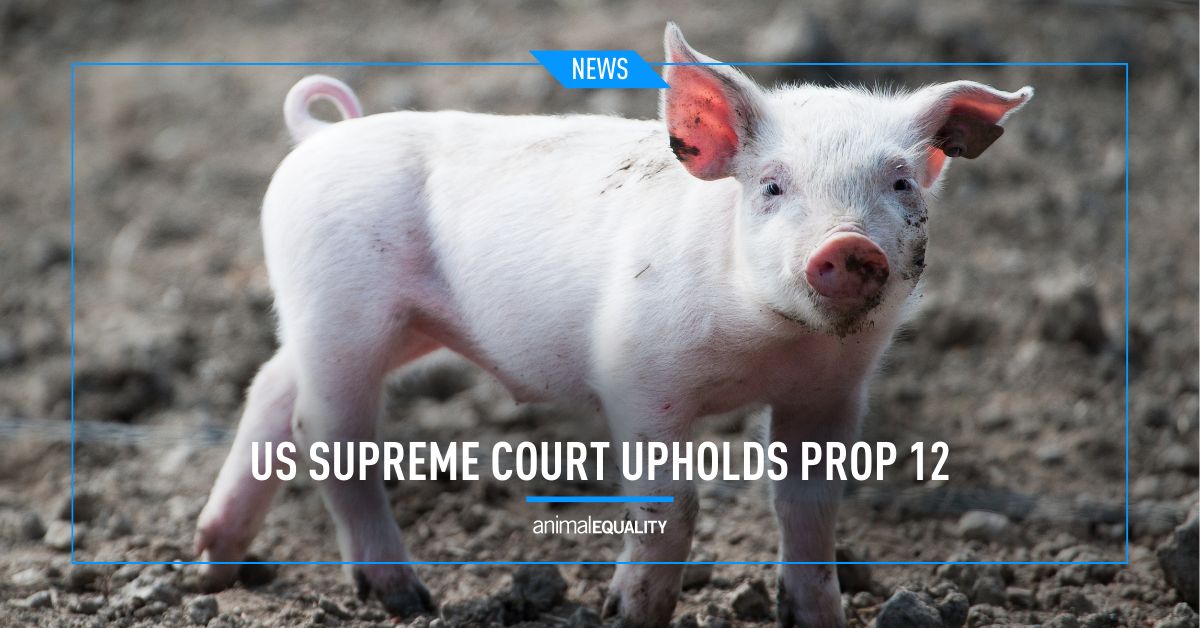 Animal Equality UK on LinkedIn: The US Supreme Court has sided with Animal Equality UK on LinkedIn: The US Supreme Court has sided with