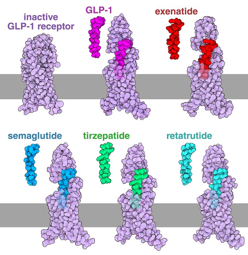when were glp 1 agonists discovered Frontiers GLP-1 receptor agonists got their