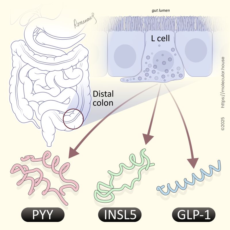 why do glp-1 cause diarrhea on a GLP? and what you should is diarrhea common with semaglutide