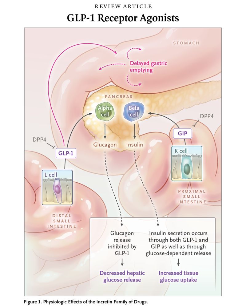 glp 1 agonist in heart failure Diabetic Agents, From Metformin to SGLT2 Inhibitors and GLP1 Receptor Agonists: JACC Focus Seminar GLP-1 Pathophysiology for Heart Failure